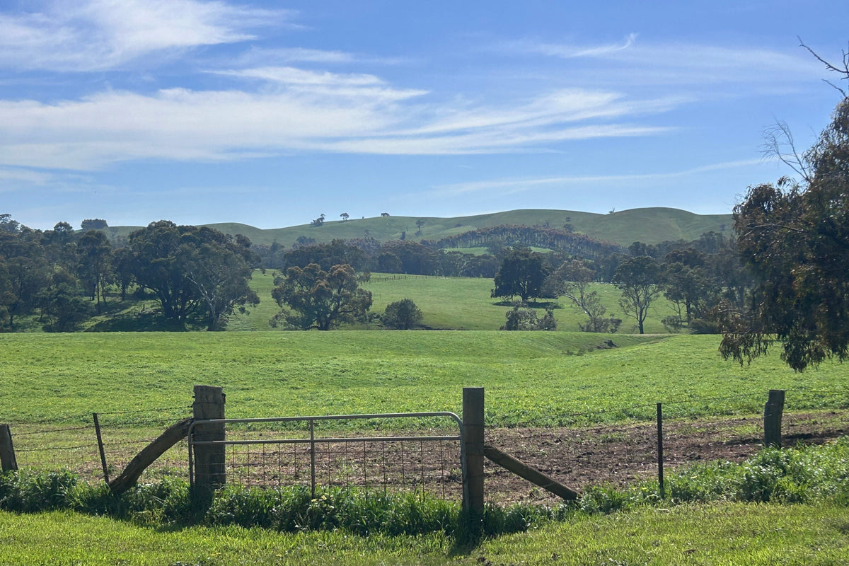 Green rolling paddocks and farm gate in the countryside